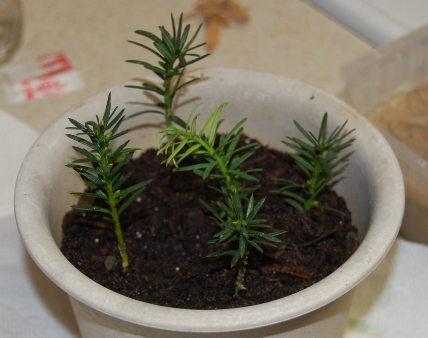 Growing Yew from Cuttings