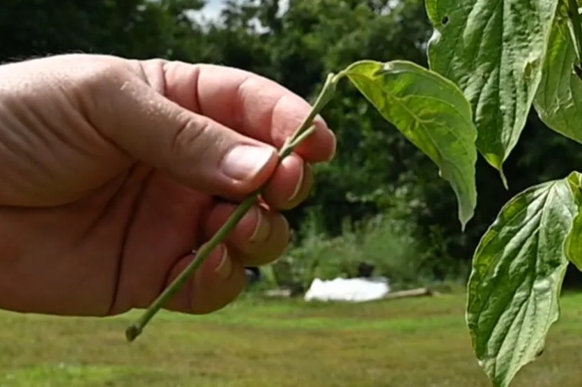 Dogwood Cutting Example
