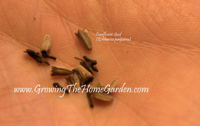 identifying coneflower seeds