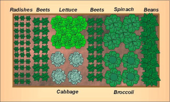 4x8 vegetable garden layout for a fall garden. 