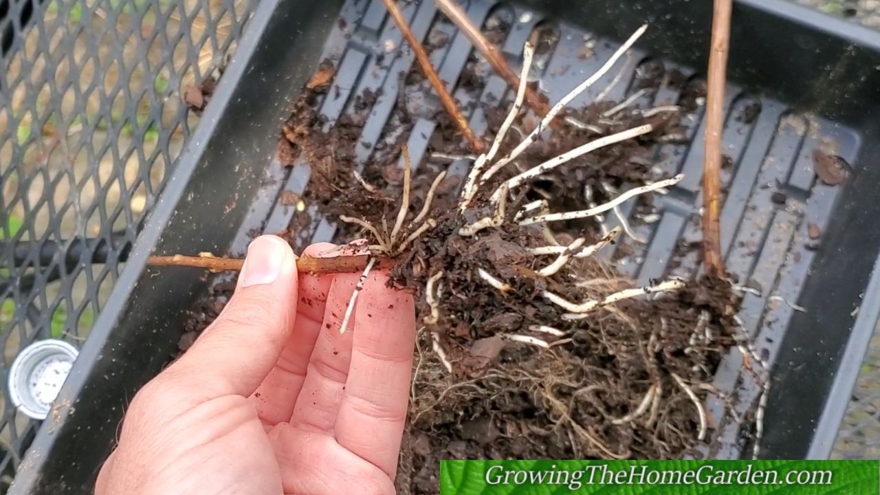 roots of crape myrtle cuttings