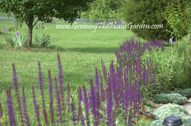 Salvia nemorosa growing in the home garden