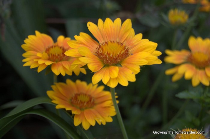 gaillardia oranges and lemons