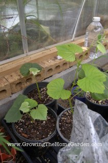grape vines from cuttings