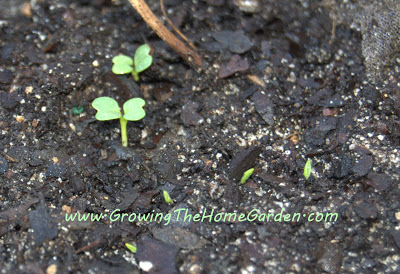 Fall gardening - vegetable seedlings
