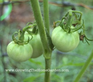 green tomatoes