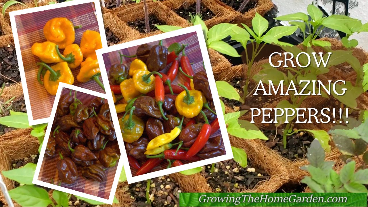How to Grow amazing peppers