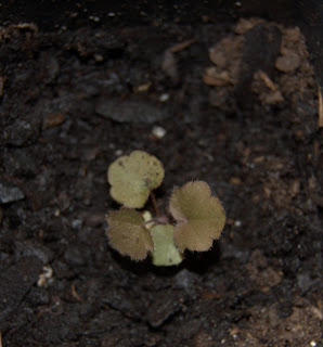 Growing Heucheras from seed