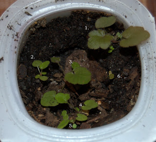 Growing Heucheras from seed