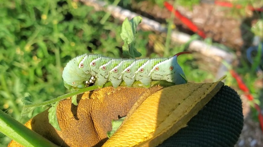tobacco hornworm