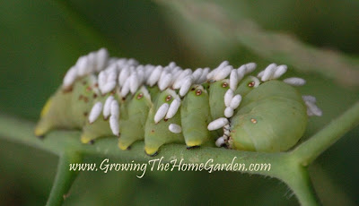 tomato hornworm with parasitic wasps