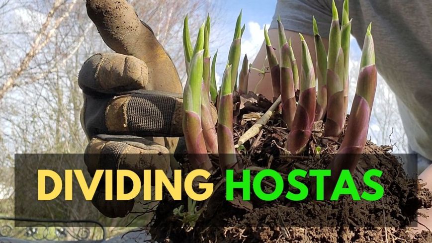 how to divide hostas