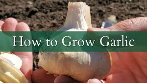 How to grow garlic