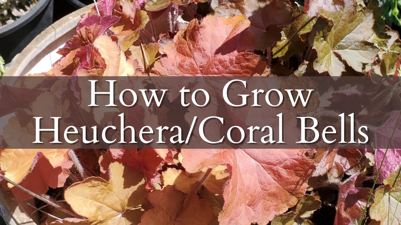 How to Grow Heuchera, Care and Maintenance
