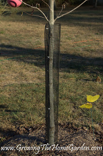 How to protect a tree from deer rubbing