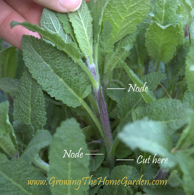 salvia cutting with nodes labeled