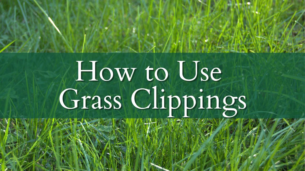 How to Use Grass Clippings in the Garden