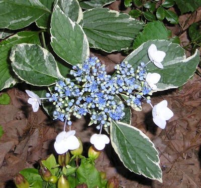'Mariesii Variegata' Hydrangea - variegated hydrangea