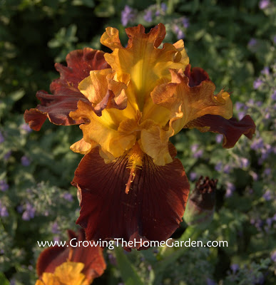 Iris Solar Fire