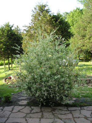 Salix integra Japanese dappled willow