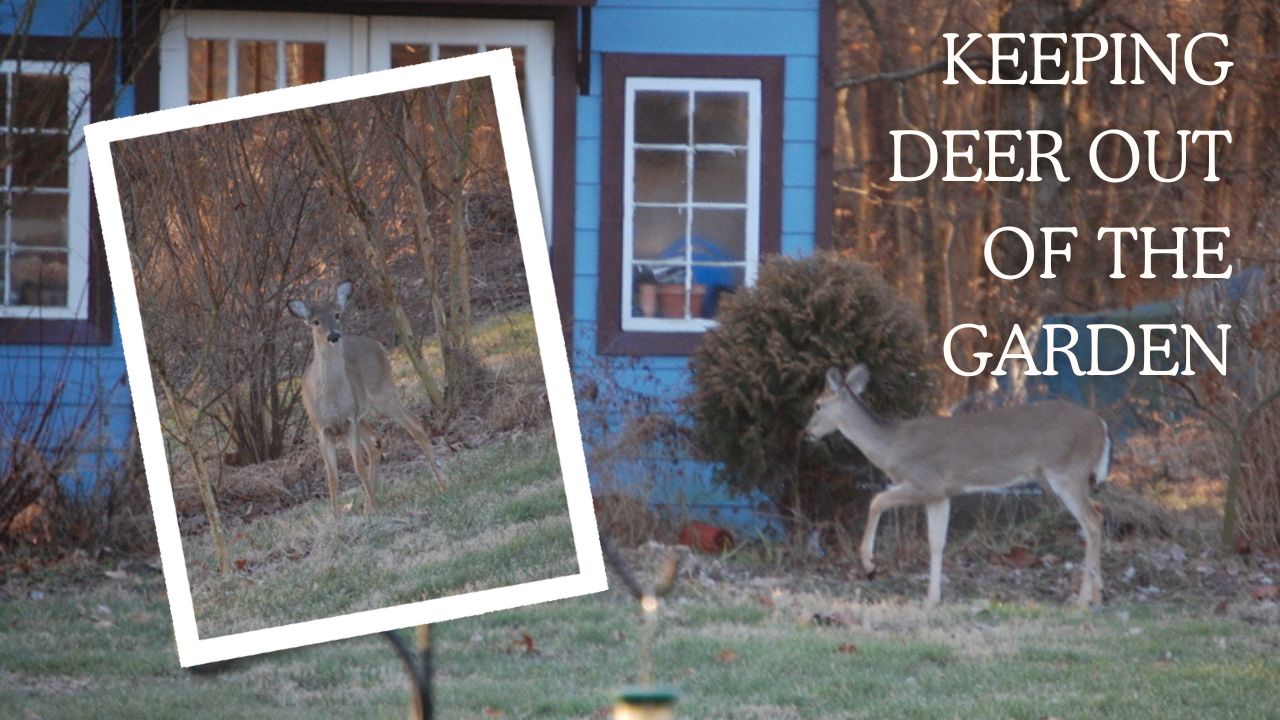 Keeping deer out of the garden