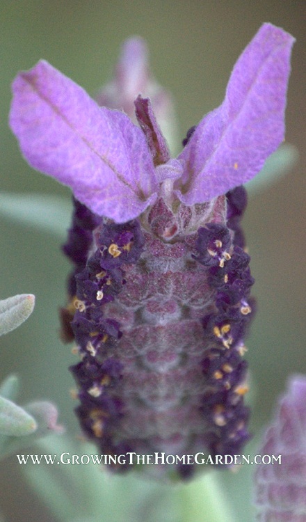 lavender flower