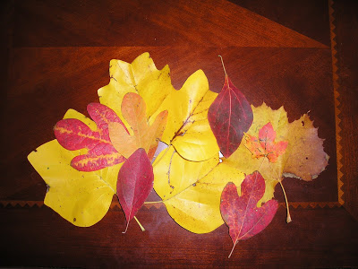 Fall color on leaves