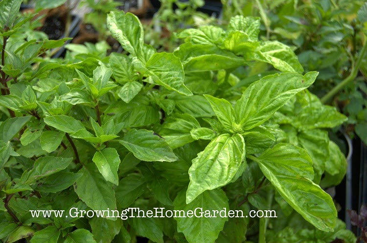 large leaf lettuce leaf basil