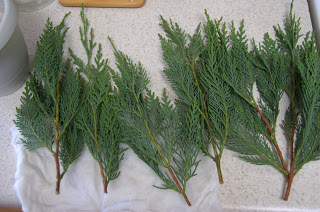 Leyland Cypress cuttings