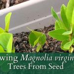 Growing Sweet Bay Magnolia from Seed