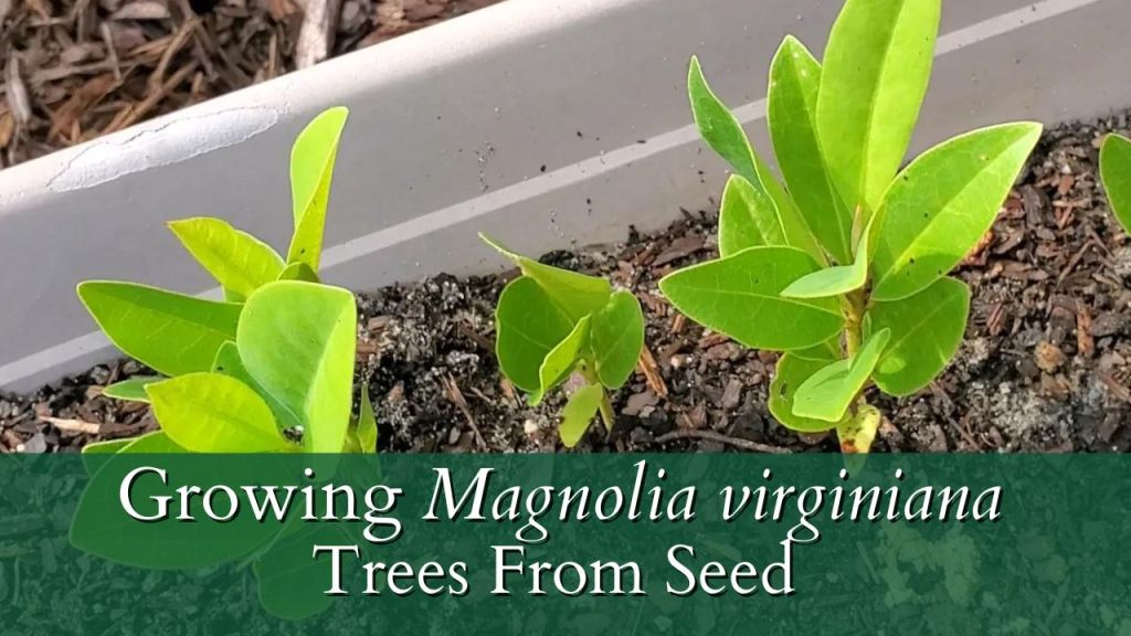 Growing Sweet Bay Magnolia from Seed