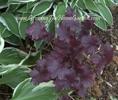 Midnight Rose heuchera with hosta