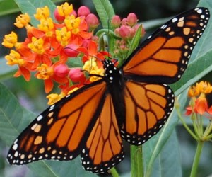 Monarch Growing the home Garden