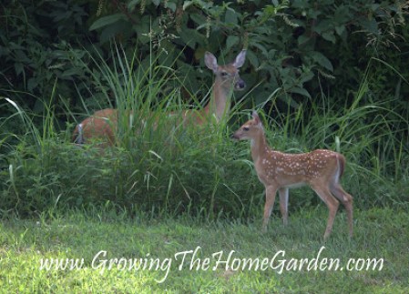 Deer in the garden
