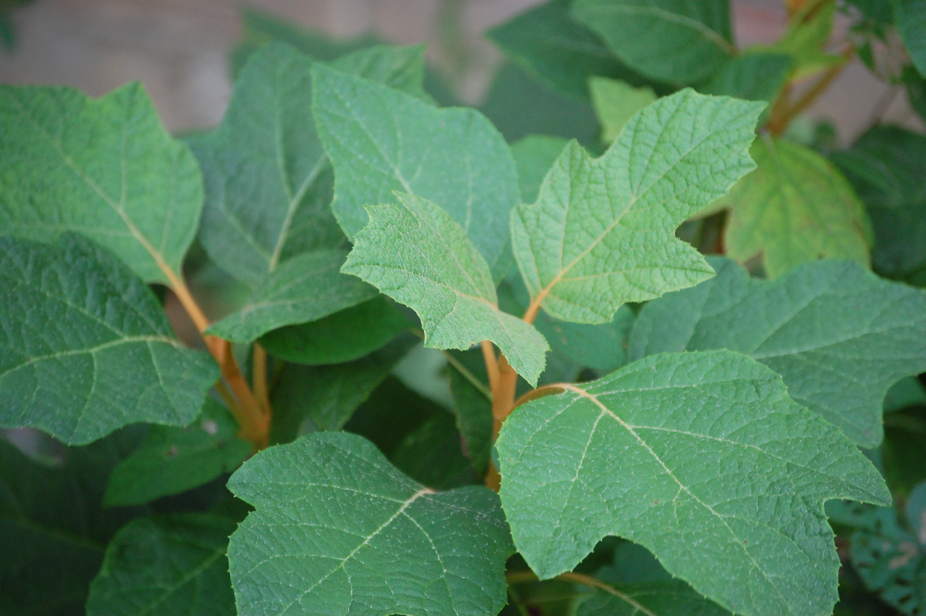Taking Cuttings from Oak Leaf Hydrangea