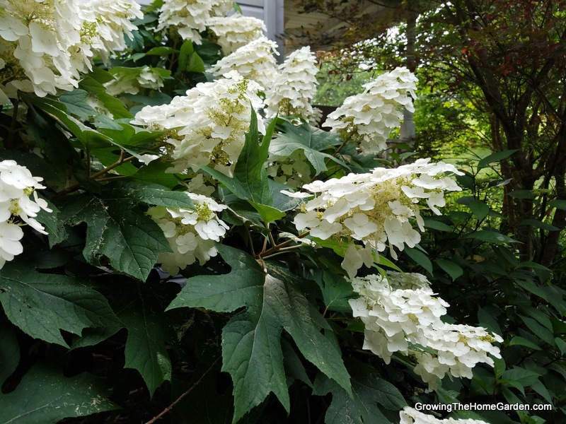 rooting oak leaf hydrangeas from cuttings
