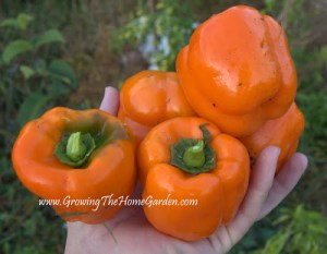 bell peppers