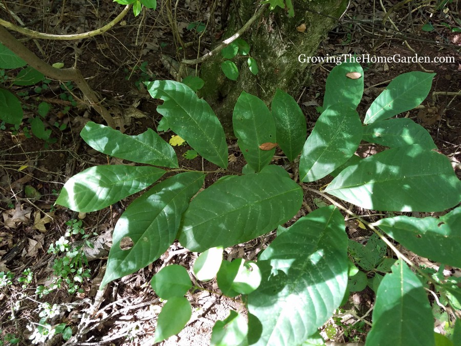 Leaves of a Young Pawpaw Tree