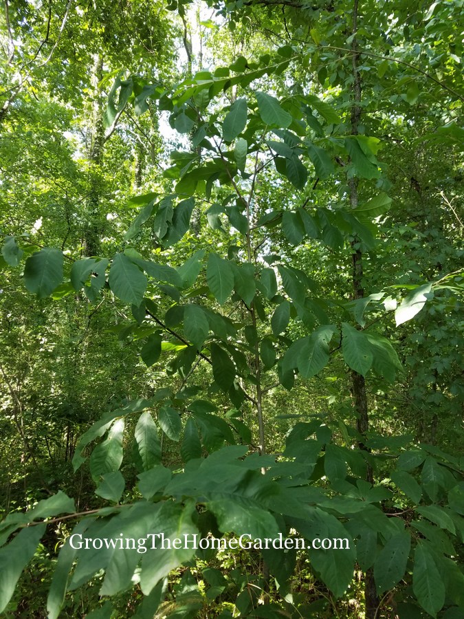 Pawpaw Tree Growing on Our Property