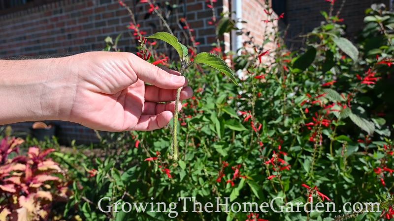 Pineapple sage cutting