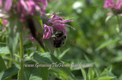 monarda with a bee