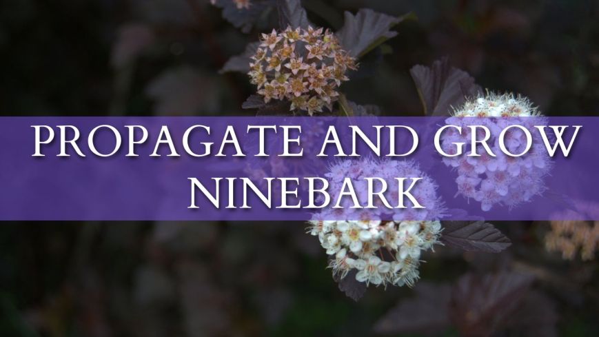how to propagate and grow ninebark