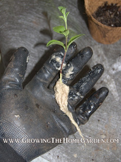 propagate stevia from cuttings