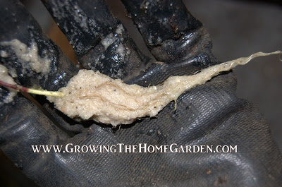 stevia cutting with roots