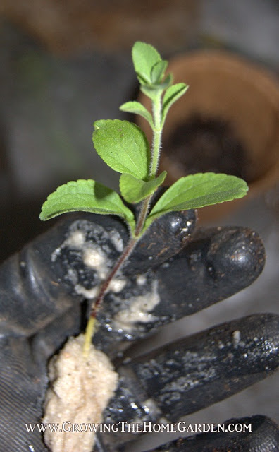 steve cutting rooted - propagating stevia from cuttings
