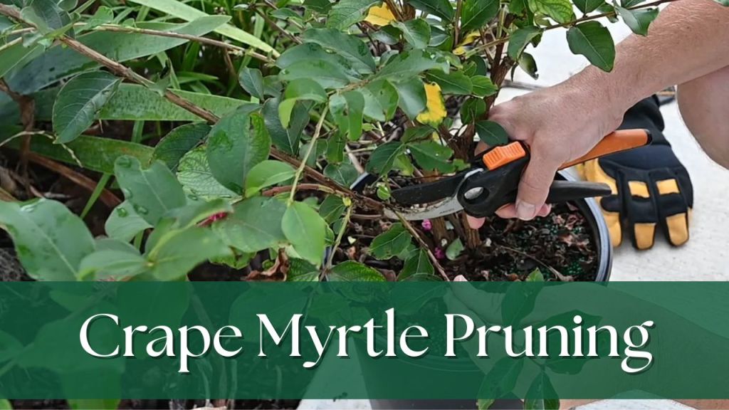 Pruning a crape myrtle properly