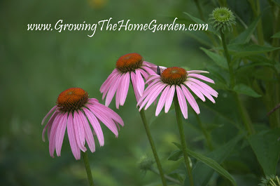 echinacea flowers