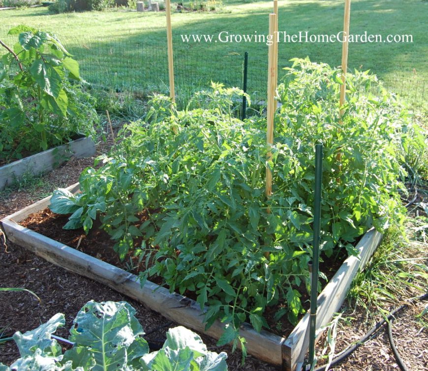 raised bed vegetable garden made with untreated lumber