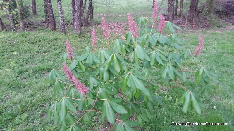 how to grow buckeye from seed