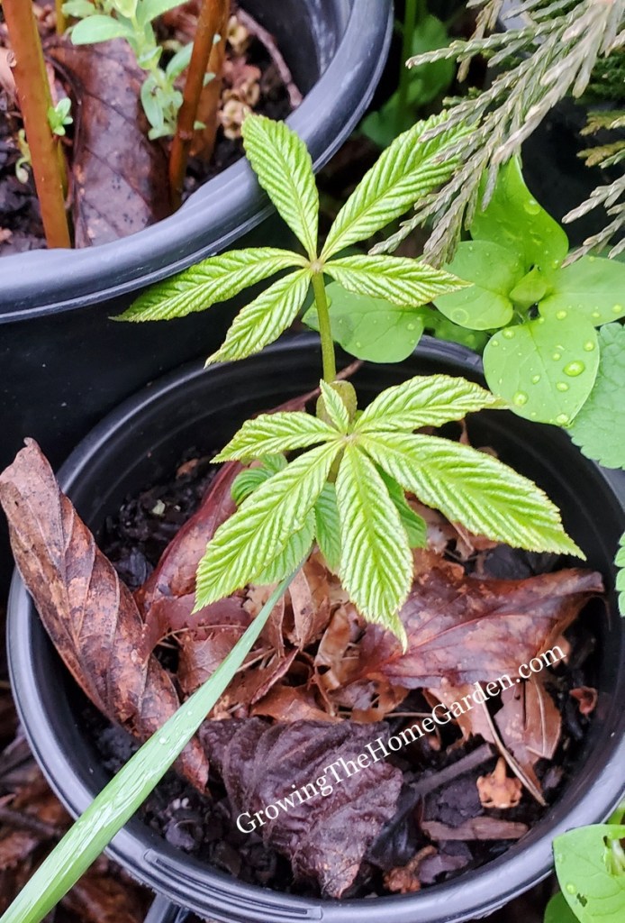 how to grow buckeye from seed